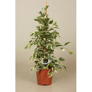 Фикус бенджамина Твилайт 55 см.